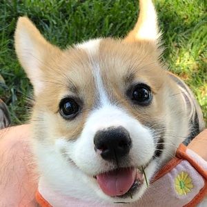 Meet your Posher, Connie